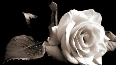 284974317 10222303250675354 5928464215460634291 n