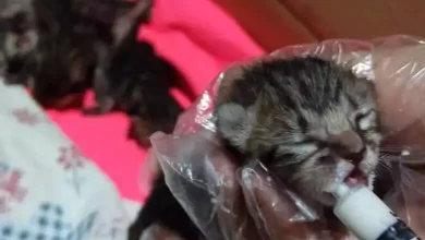 Γατάκια Ναύπλιο 780x470.webp