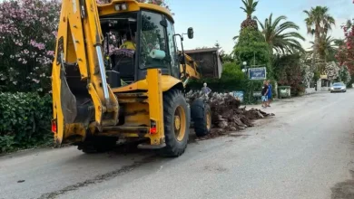 Πτώση δέντρου Ασίνη 1 768x576.webp