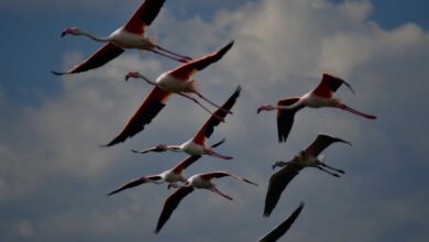 NAFPLIO FLAMINKGO PARALIA10 magic