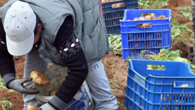 W24 155844PATATESSYGKOMIDI.jpg