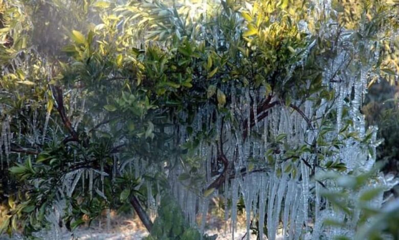 παγετός 1.jpg