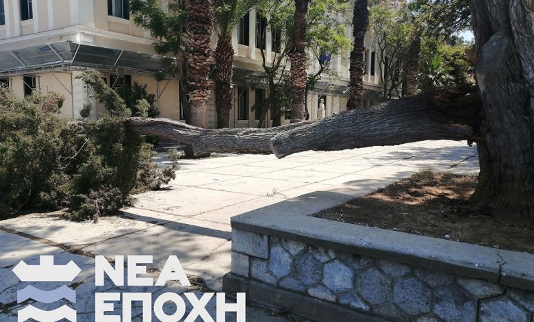 Ptwsi pefkou nafplio