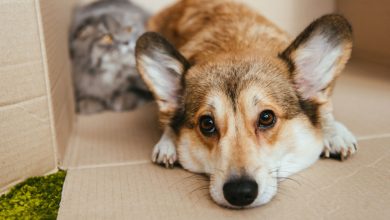 Diaxeirisi adespotwn ston dimo nafpliewn ti zitoun filozwikes omades kai katoikoi