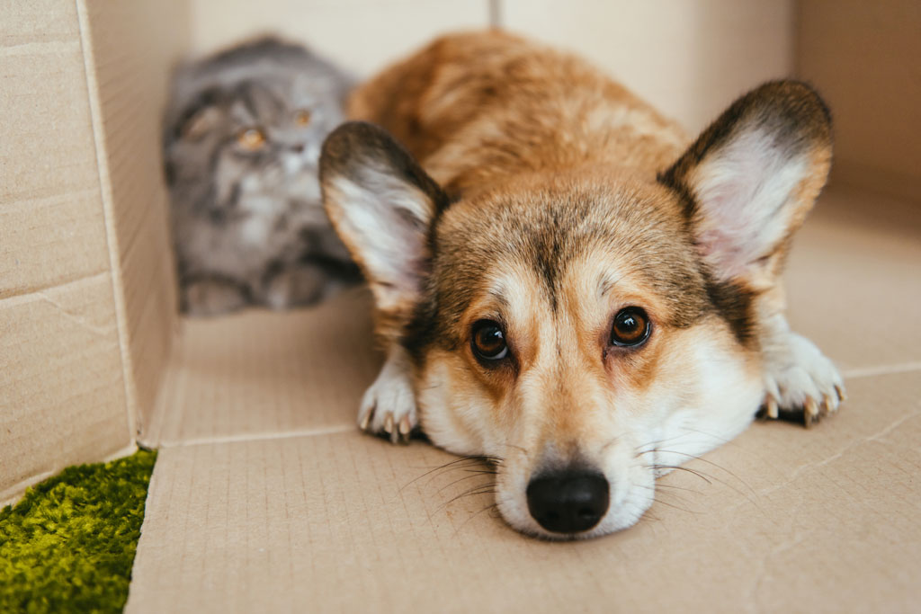 Diaxeirisi adespotwn ston dimo nafpliewn ti zitoun filozwikes omades kai katoikoi