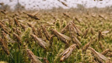 Epidauros auksimeni parousia akridwn ston agio dimitrio aitima na kiryxthei i perioxi akridoplikti