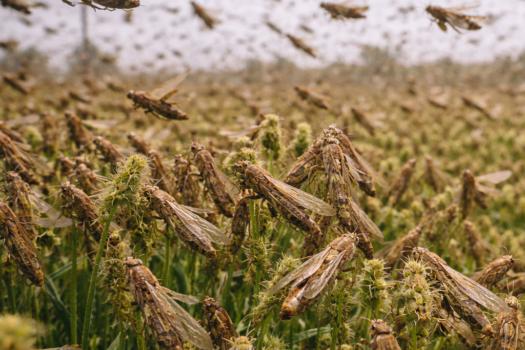 Epidauros auksimeni parousia akridwn ston agio dimitrio aitima na kiryxthei i perioxi akridoplikti