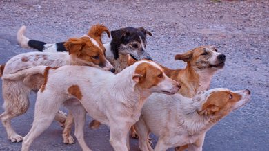 Epikindynes ageles sto nafplio agnoia apo th dhmotiki arxi